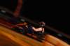 dsc_7807_small.jpg